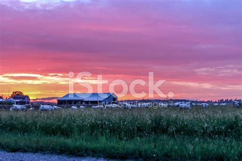 Farm At Sunset Stock Photo | Royalty-Free | FreeImages