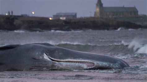 Sperm Whale Washes Up On Hell S Mouth Beach Gwynedd Bbc News