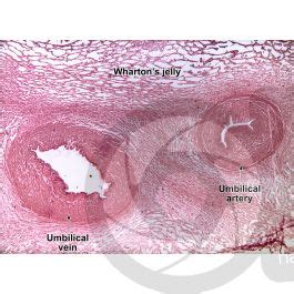 Mammal Umbilical Cord Transverse Section 15X Mammals Mammals