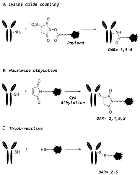 Ijms Free Full Text Antibody Drug Conjugates The New Frontier Of