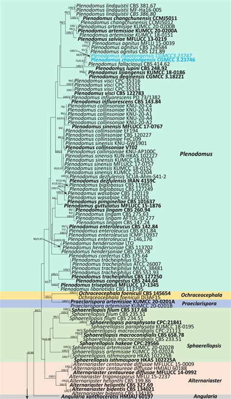 Figure From Morphological And Phylogenetic Characterisations Reveal