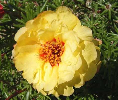 Moss Rose Yellow Portulaca Grandiflora Seeds