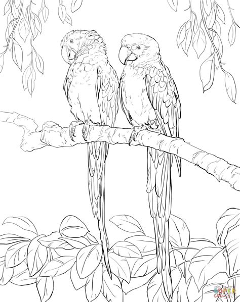 Download Scarlet Macaw Coloring For Free Designlooter 2020 👨‍🎨