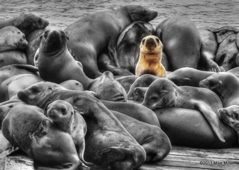 Head And Shoulders Above The Rest This Pup Is Ready To Go Flickr