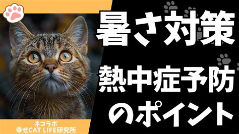 猫の暑さ対策を徹底解説！熱中症予防のポイント Youtube