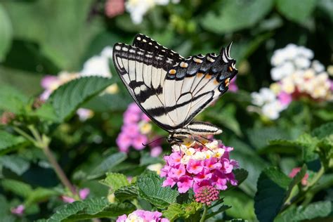 Tiger Swallowtail On Lantana Lowell Mi Vaughn Morrison Flickr