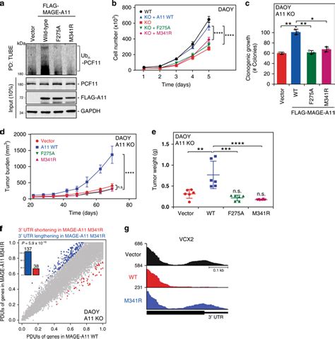 Mutation Of Mage A Sbc Disrupts Its Oncogenic Activity A