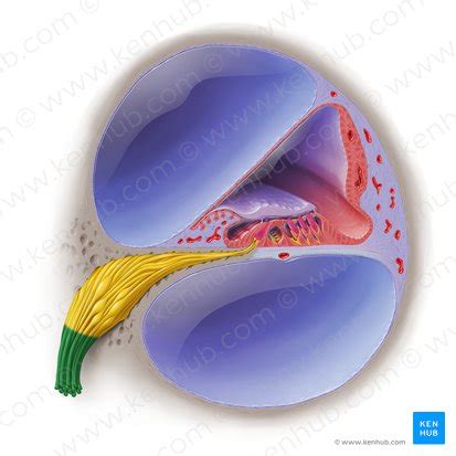 cochlear nerve anatomy  structure kenhub