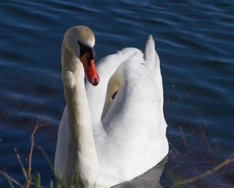 Elegant Swan Swimming In Lakeelegant Swan Swimming In Lake Stock Photo