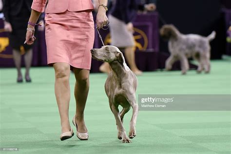 A Weimaraner Competes In The Sporting Group During The Second Day Of