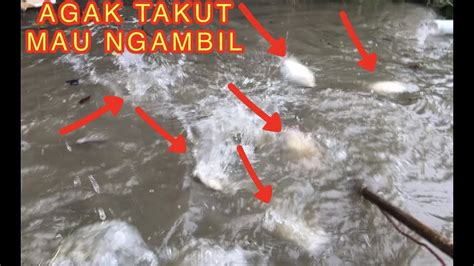 Cari Ikan Habis Banjir Ikan Nya Pada Ngumpul Di Pingir Youtube