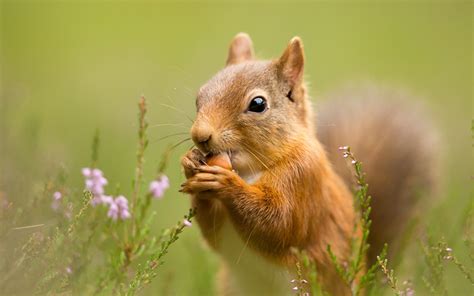 Fonds d ecran En gros plan Écureuil Animaux télécharger photo