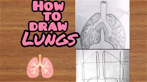 How To Draw Lungs Step By Step For Beginners Milly S Art Youtube