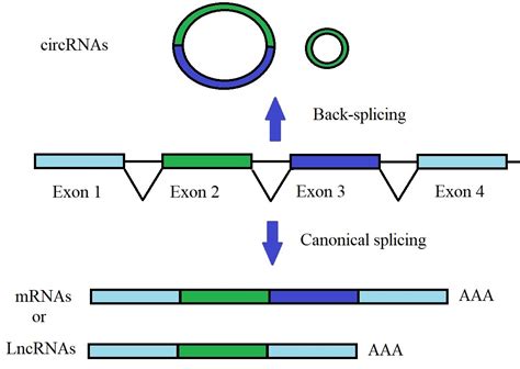 Circular RNA And Their Biological Functions