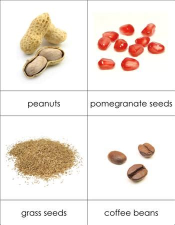 Types of Seeds Cards from Montessori for Everyone