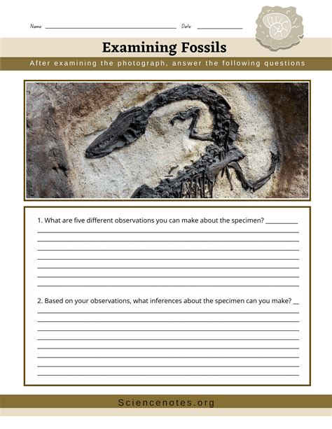 Fossils Worksheet Grade 3