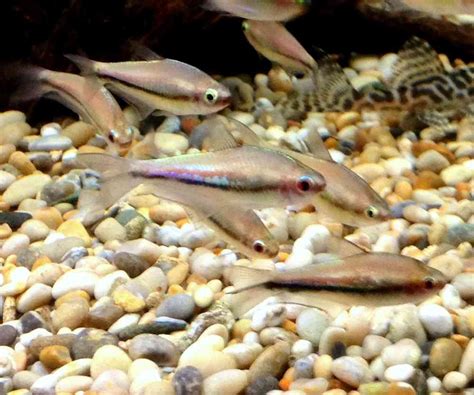 Rainbow Tetra - SWEET KNOWLE AQUATICS ONLINE SHOP