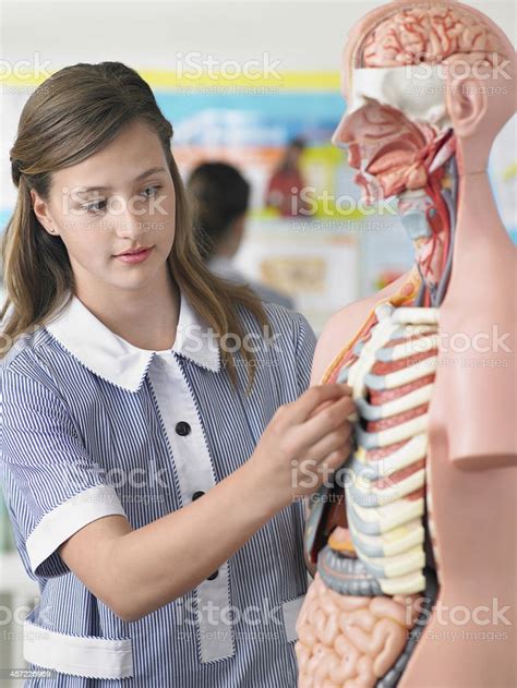 학생 실험실 검사 해부상 모델 Stem 주제에 대한 스톡 사진 및 기타 이미지 Stem 주제 검사 보기 과학 Istock