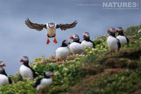 Robin Lowry - Atlantic Puffins of Grímsey Island - 2023 - NaturesLens