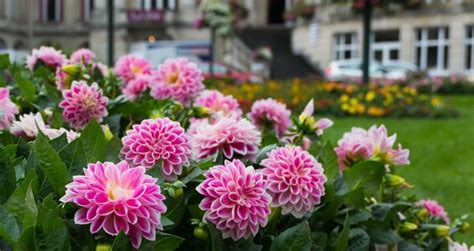 About Us National Dahlia Society