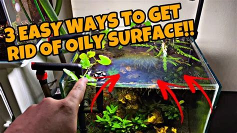 How To Get Rid Of Oily Film In Aquarium Effective Methods To Keep Your