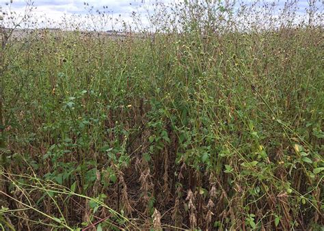 Estudo Nacional Mostra Panorama Da Resist Ncia De Plantas Daninhas A