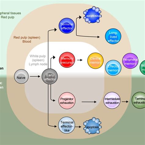 Heterogeneous T Cell Subsets In Both Acute And Chronic Infection Are