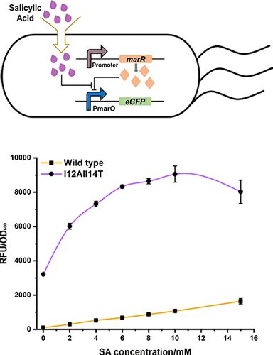 探索大肠杆菌中 Marr Pmaro 传感器系统的可调性和动态特性acs Synthetic Biology X Mol