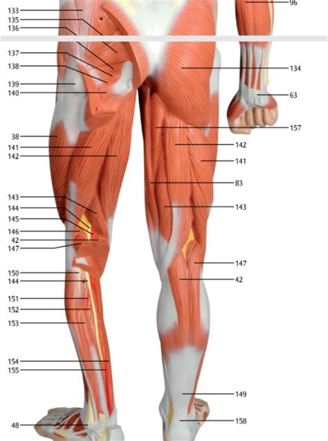 Legs Thighs Posterior Diagram Quizlet