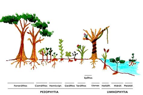 Formas De Vida Vegetal