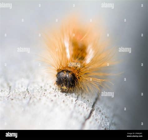 Brown Tail Moth Hi Res Stock Photography And Images Alamy