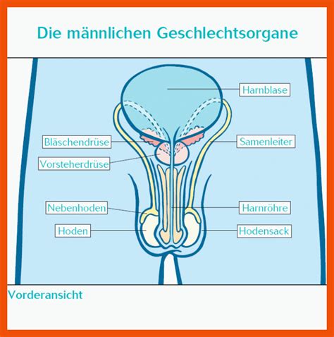 M Nnliche Geschlechtsorgane Arbeitsblatt Biologie Arbeitsbl Tter