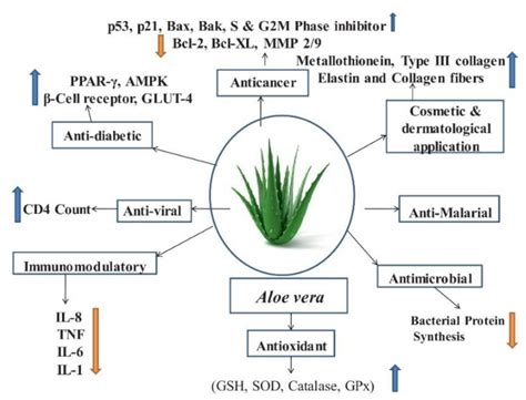 Ijms Free Full Text Immunobiology And Application Of Aloe Vera Based Scaffolds In Tissue