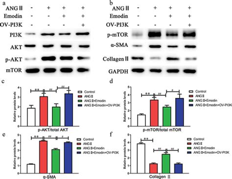 Full Article Emodin Ameliorates Myocardial Fibrosis In Mice By