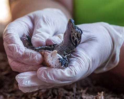 Baby Gator Hatching by Ginger Harris | Baby alligator, Baby, Gator