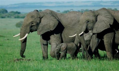 Masai Mara vs Serengeti: Which African Safari is Better?