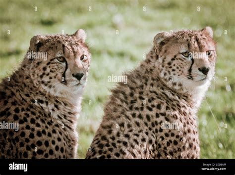 Cheetahs Sitting Together Stock Photo Alamy