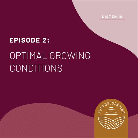 02 - Optimal Growing Conditions - amandamillerlittlejohn.com