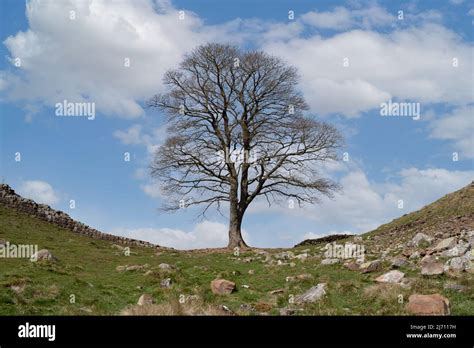 Sycamore Gap Robin Hood tree, Hadrian's Wall Stock Photo - Alamy