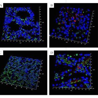 Immunofluorescence Microscopic Analysis Of Histological Slices For