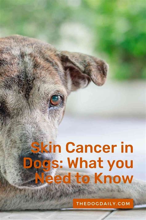 An Overview Of Skin Cancer In Dogs The Dog Daily