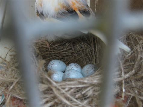 Friend Make Incubator Detail Canary Egg Hatching Time