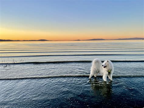 San Pablo Bay : r/samoyeds