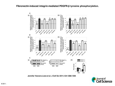 Fibronectin Induced Integrin Mediated Pdgfr β Tyrosine Phosphorylation