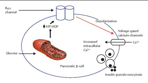 Hyperinsulinemic Hypoglycemia Semantic Scholar