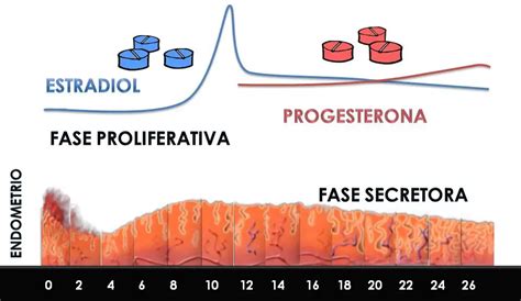 Progesterona Qué Es Para Qué Sirve Significado Y Más