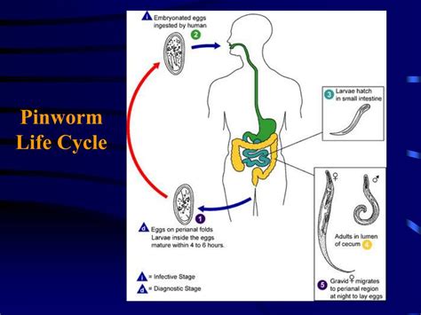 Life Cycle Of A Pinworm