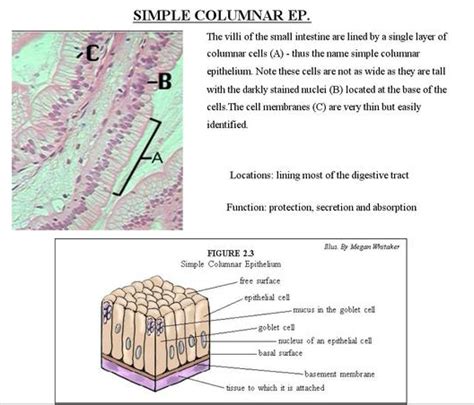 Simple Cuboidal Epithelium Labeled Basement Membrane