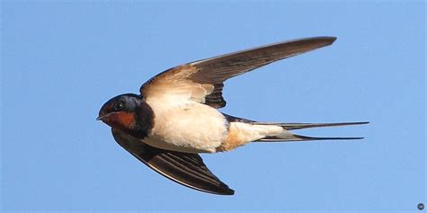 The meaning and symbolism of the word - «Swallow»