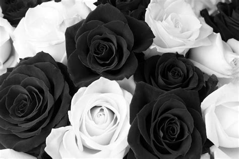 Black And White Rose Backgrounds